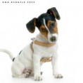 /album/fotogaleria-jack-russell-terier/jack-2-jpg/